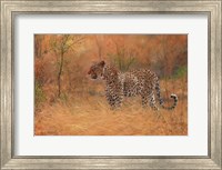Leopard In The African Bush 2 Fine Art Print