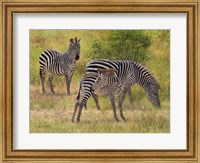 Zebras South Luangwa Fine Art Print