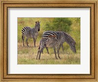 Zebras South Luangwa Fine Art Print