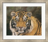 Amur Tiger Portrait Fine Art Print
