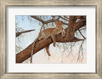 Leopard In Tree Fine Art Print