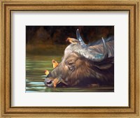Buffalo And Oxpeckers Fine Art Print