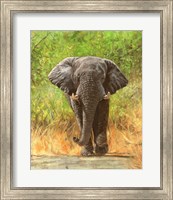 Elephant Charge Fine Art Print