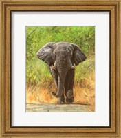 Elephant Charge Fine Art Print