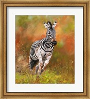 Zebra Running Fine Art Print