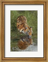 Tiger At Waters Edge Fine Art Print