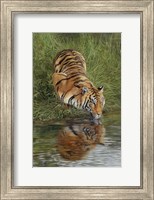 Tiger At Waters Edge Fine Art Print