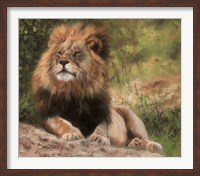 Lion Laying Down Fine Art Print