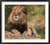 Lion Laying Down Fine Art Print