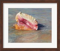 Conch Shell Fine Art Print