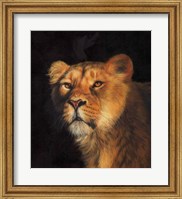 Study Of A Lioness Fine Art Print
