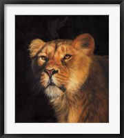 Study Of A Lioness Fine Art Print