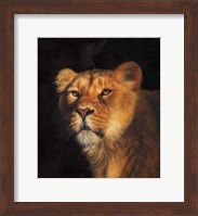 Study Of A Lioness Fine Art Print