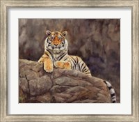 Amur Tiger On The Rocks Fine Art Print