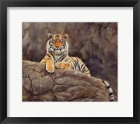 Amur Tiger On The Rocks Fine Art Print