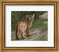Cougar Cub Fine Art Print
