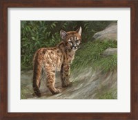 Cougar Cub Fine Art Print