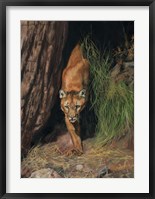 Mountain Lion Fine Art Print