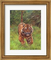 Sumatran Tiger Running Fine Art Print