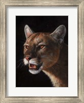 Cougar Fine Art Print