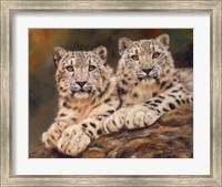 Snow Leopards Fine Art Print