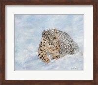 Snow Leopard Final Fine Art Print