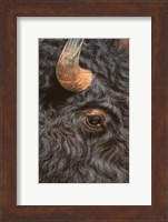 Bison Close Up Fine Art Print