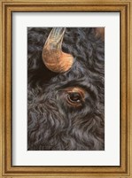 Bison Close Up Fine Art Print