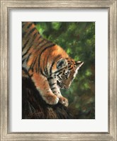Tiger Cub Climbing Down Tree Fine Art Print