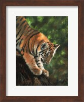 Tiger Cub Climbing Down Tree Fine Art Print