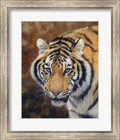 Tiger Siberian Fine Art Print