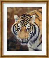 Tiger Siberian Fine Art Print