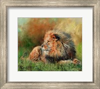 Lion Full Of Grace Fine Art Print