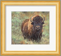 Bison Fine Art Print