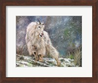 Wild Mountain Goat Fine Art Print