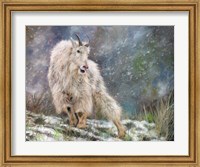 Wild Mountain Goat Fine Art Print