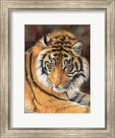 Tiger 10 Fine Art Print