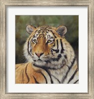 Tiger Portrait 6 Fine Art Print