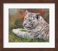 White Tiger Cub Laying Down Fine Art Print