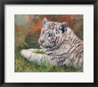 White Tiger Cub Laying Down Fine Art Print