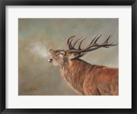 Red Deer Stag Fine Art Print