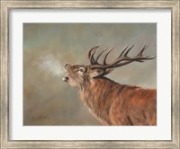 Red Deer Stag Fine Art Print