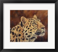 Leopard Portrait Looking Up Right Fine Art Print