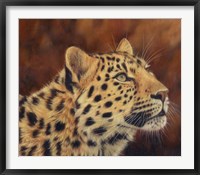 Leopard Portrait Looking Up Right Fine Art Print