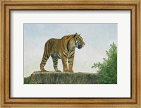 Tiger 11 Fine Art Print