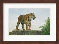 Tiger 11 Fine Art Print