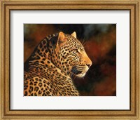 Leopard Looking Right Fine Art Print