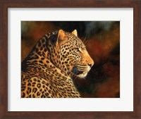 Leopard Looking Right Fine Art Print
