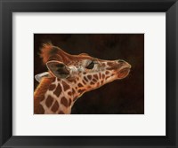 Giraffe Portrait Fine Art Print