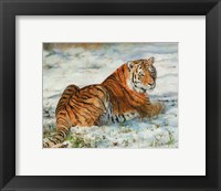 Tiger In Snow Fine Art Print